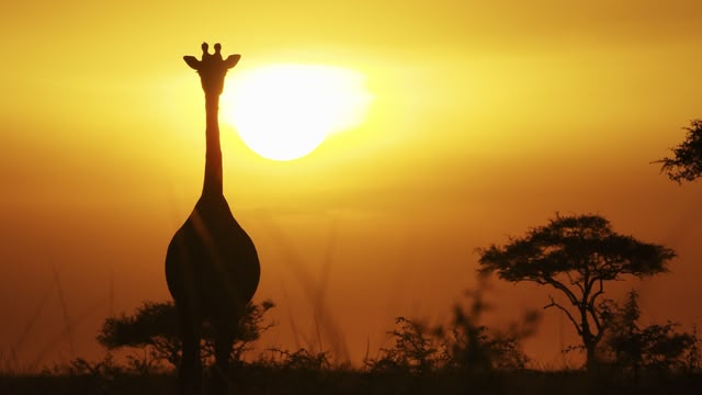 Serengeti II