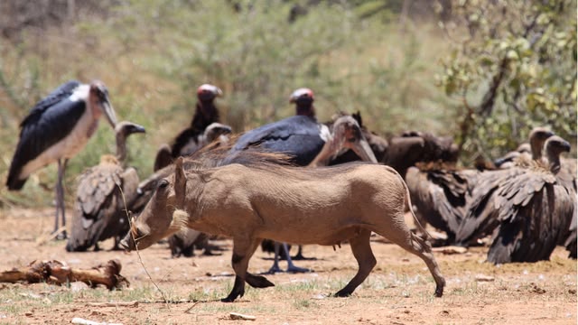 Deadly 60