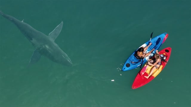Shark Season