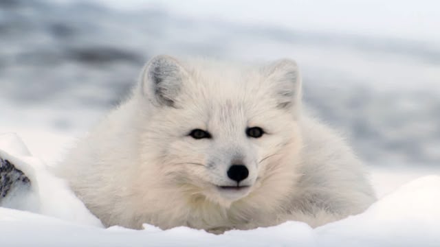 Frozen Planet