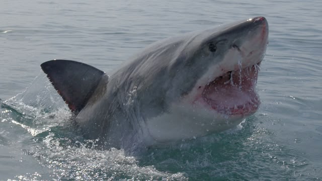 Africa’s Claws And Jaws