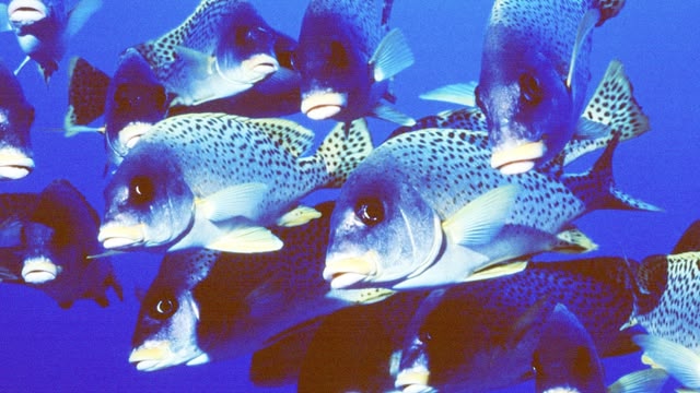 Blue Planet