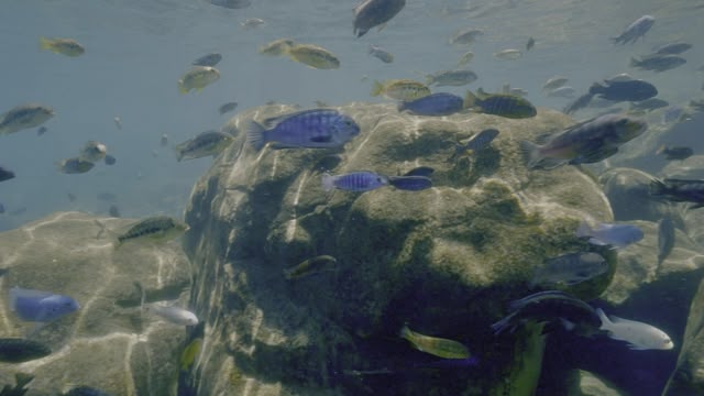 Secrets Of The Enchanted Waters