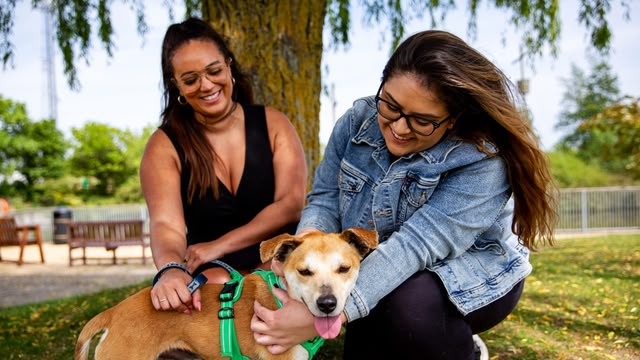 The Dog House