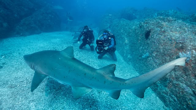 Super Shark Highway
