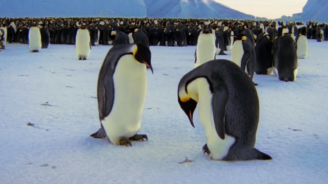 Frozen Planet